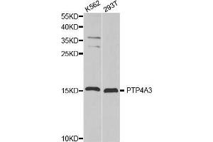 Western blot analysis of extracts of various cell lines, using PTP4A3 antibody. (PTP4A3 antibody  (AA 1-148))