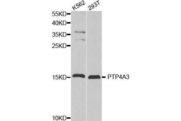 PTP4A3 抗体  (AA 1-148)