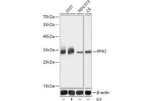 Western blot analysis of extracts of various cell lines using RPA2 Polyclonal Antibody at dilution of 1:1000. (RPA2 antibody)
