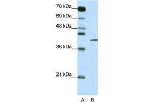 Western Blotting (WB) image for anti-Zinc Finger Protein 42 (ZFP42) antibody (ABIN2461325) (ZFP42 antibody)
