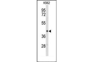 Western blot analysis of ENTPD2 / CD39L1 Antibody (N-term) in K562 cell line lysates (35ug/lane).