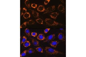 Immunofluorescence analysis of NIH/3T3 cells using P4H Rabbit pAb (ABIN6132886, ABIN6145137, ABIN6145138 and ABIN6217878) at dilution of 1:100. (P4HA3 antibody  (AA 20-110))