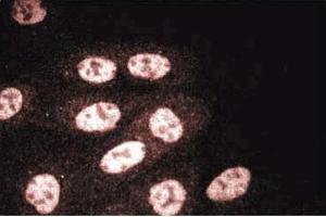MDCK (RUVBL2 antibody  (AA 180-228))