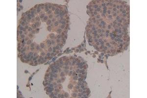 Used in DAB staining on fromalin fixed paraffin- embedded Kidney tissue (NASP antibody  (AA 3-223))