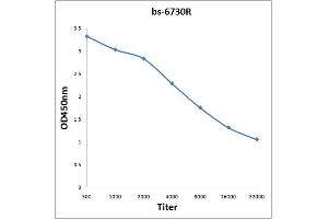 UBP1 antibody  (AA 351-450)