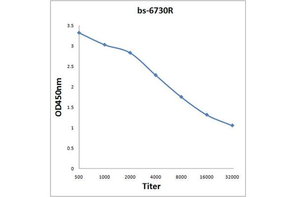 UBP1 antibody  (AA 351-450)