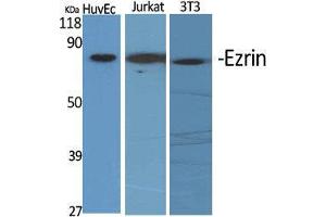 Western Blot (WB) analysis of specific cells using Ezrin Polyclonal Antibody. (Ezrin antibody  (C-Term))