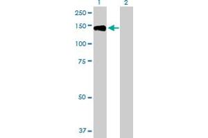 Western Blot analysis of TYRO3 expression in transfected 293T cell line by TYRO3 MaxPab polyclonal antibody. (TYRO3 antibody  (AA 1-890))