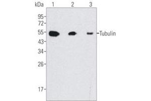 Western Blotting (WB) image for anti-Tubulin, beta (TUBB) antibody (ABIN1109366) (TUBB antibody)