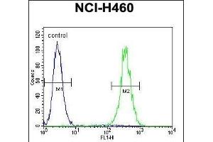 LRRC38 Antibody (C-term) (ABIN655842 and ABIN2845255) flow cytometric analysis of NCI- cells (right histogram) compared to a negative control cell (left histogram).