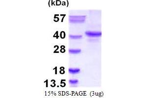 SDS-PAGE (SDS) image for Nanog Homeobox (NANOG) (AA 1-305) protein (ABIN667504)