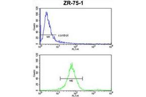 ATP5C1 Antibody (N-term) FC analysis of ZR-75-1 cells (bottom histogram) compared to a negative control cell (top histogram). (ATP Synthase Subunit gamma (AtpC) (AA 46-76), (N-Term), (Subunit gamma) antibody)