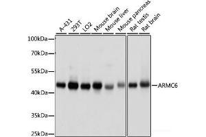 Western blot analysis of extracts of various cell lines using ARMC6 Polyclonal Antibody at dilution of 1:1000. (ARMC6 antibody)