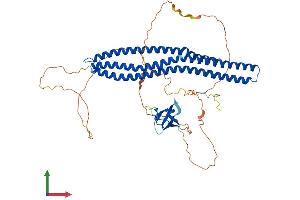 AlphaFold protein structure predicition of Mouse Recombinant Baiap2l2 Protein, UniprotID Q80Y61