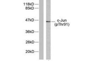 Western blot analysis of extracts from HeLa cells treated with UV, using c-Jun (Phospho-Thr91) Antibody.