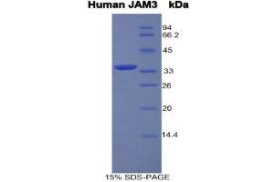SDS-PAGE (SDS) image for Junctional Adhesion Molecule 3 (JAM3) (AA 32-309) protein (His tag,GST tag) (ABIN1878501) (JAM3 Protein (AA 32-309) (His tag,GST tag))