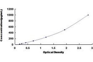 FGF3 ELISA Kit