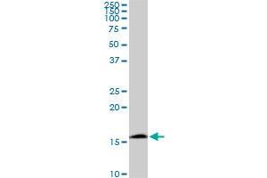 RPS23 monoclonal antibody (M02), clone 1E3. (RPS23 antibody  (AA 44-143))