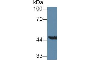 Western Blot; Sample: Mouse Liver lysate; Primary Ab: 1µg/ml Rabbit Anti-Mouse AADAT Antibody Second Ab: 0.
