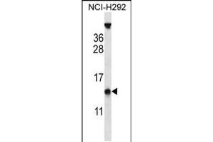 Western blot analysis in NCI-H292 cell line lysates (35ug/lane). (PYDC1 antibody  (AA 13-42))