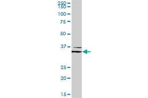 FOXL1 MaxPab rabbit polyclonal antibody. (FOXL1 antibody  (AA 1-345))