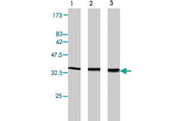 PLSCR2 anticorps