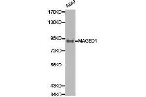 Western Blotting (WB) image for anti-Melanoma Antigen Family D, 1 (MAGED1) antibody (ABIN1873587) (MAGED1 antibody)