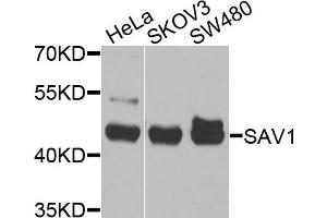 Western blot analysis of extracts of various cell lines, using S antibody (ABIN6132632, ABIN6147400, ABIN6147401 and ABIN6225327) at 1:1000 dilution. (SAV1 antibody  (AA 1-210))