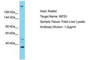 Image no. 1 for anti-Integrator Complex Subunit 1 (INTS1) (N-Term) antibody (ABIN6750568)