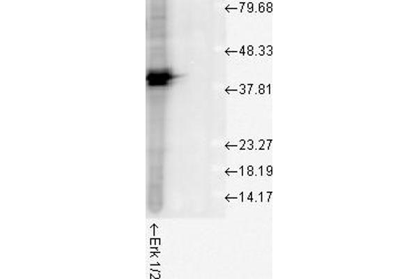 ERK1 antibody