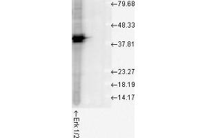 Erk1 2 Western Blotting 1 in 1000 human cell line mix 10ug. (ERK1 antibody)