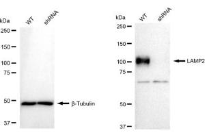 Western blotting analysis using LAMP2 antibody (ABIN7799310).