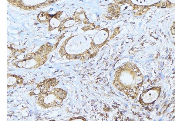 MRPS36 antibody