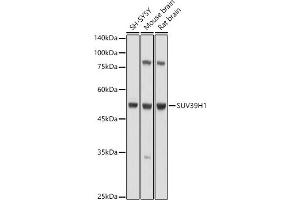 Western blot analysis of extracts of various cell lines, using SUV39H1 antibody (ABIN6128786, ABIN6148747, ABIN6148748 and ABIN6220187) at 1:1000 dilution. (SUV39H1 antibody  (AA 1-220))