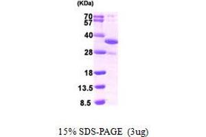 SDS-PAGE (SDS) image for DNA-Damage-Inducible Transcript 4 (DDIT4) (AA 1-232) protein (His tag) (ABIN667871) (DDIT4 Protein (AA 1-232) (His tag))