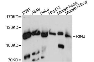 Western blot analysis of extracts of various cell lines, using RIN2 antibody. (RIN2 antibody)