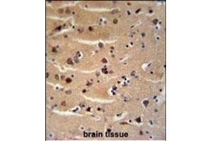 AXIN2 Antibody (C-term) (ABIN651608 and ABIN2840323) immunohistochemistry analysis in formalin fixed and paraffin embedded human brain tissue followed by peroxidase conjugation of the secondary antibody and DAB staining. (AXIN2 antibody  (C-Term))