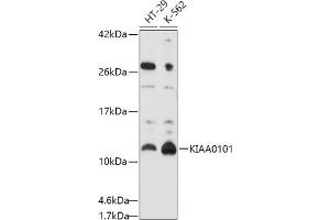 Western blot analysis of extracts of various cell lines, using KI antibody (ABIN6131466, ABIN6142838, ABIN6142839 and ABIN6214584) at 1:1000 dilution.