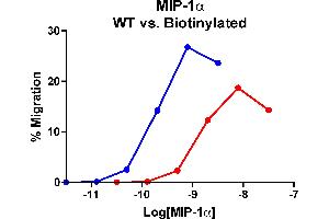 Cells expressing recombinant CCR5 were assayed for migration through a transwell filter at various concentrations of WT or Biotinylated MIP-1α. (CCL3 Protein (AA 24-92))