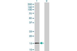 Western Blot analysis of IL1F8 expression in transfected 293T cell line by IL1F8 MaxPab polyclonal antibody. (FIL1h antibody  (AA 1-157))