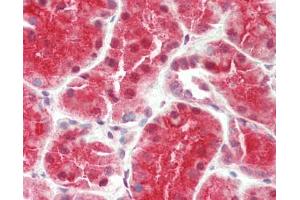 Human Kidney: Formalin-Fixed, Paraffin-Embedded (FFPE). (NIT2 antibody  (AA 72-121))