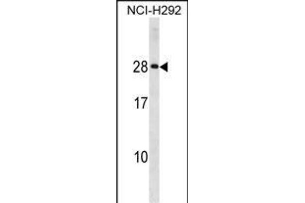HLA-DQA2 antibody  (AA 39-66)