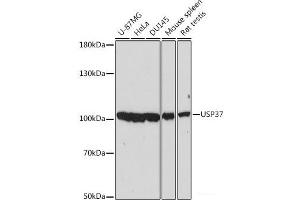 Western blot analysis of extracts of various cell lines using USP37 Polyclonal Antibody at dilution of 1:2000.