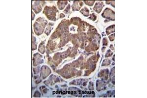 P3K13 (LZK) Antibody (C-term)  (ABIN652423 and ABIN2842093) immunohistochemistry analysis in forlin fixed and paraffin embedded hun pancreas tissue followed by peroxidase conjugation of the secondary antibody and DAB staining. (MAP3K13 antibody  (C-Term))