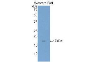 Western Blotting (WB) image for anti-Regenerating Islet-Derived Family, Member 4 (REG4) (AA 29-140) antibody (ABIN1860428) (REG4 antibody  (AA 29-140))
