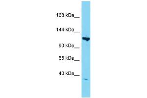 Host:  Rabbit  Target Name:  Taf3  Sample Type:  Mouse Heart lysates  Antibody Dilution:  1. (TAF3 antibody  (N-Term))
