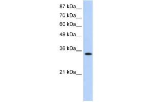 WB Suggested Anti-MBNL1 Antibody Titration:  0. (MBNL1 antibody  (Middle Region))