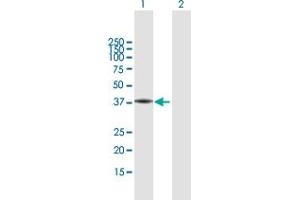Western Blot analysis of FA2H expression in transfected 293T cell line by FA2H MaxPab polyclonal antibody. (FA2H antibody  (AA 1-372))