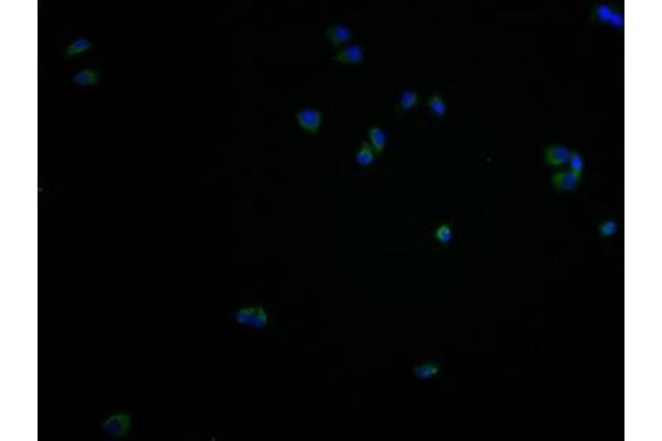 Regulator of G Protein Signaling 9 Binding Protein (RGS9BP) (AA 1-210) antibody