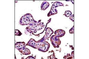 RIPK2 Antibody (N-term) (ABIN1881750 and ABIN2846672) immunohistochemistry analysis in formalin fixed and paraffin embedded human placenta tissue followed by peroxidase conjugation of the secondary antibody and DAB staining. (RIPK2 antibody  (N-Term))